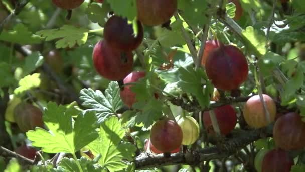 Arbusto di uva spina primo piano — Video Stock