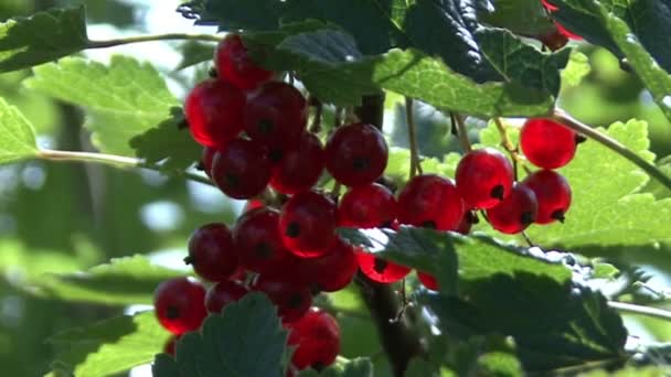 Red currants in the sun — Stock Video