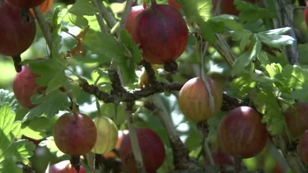 Rote Stachelbeeren auf den Sträuchern — Stockvideo