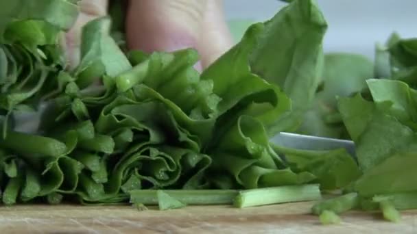 Hojas de lechuga cortadas a mano — Vídeo de stock