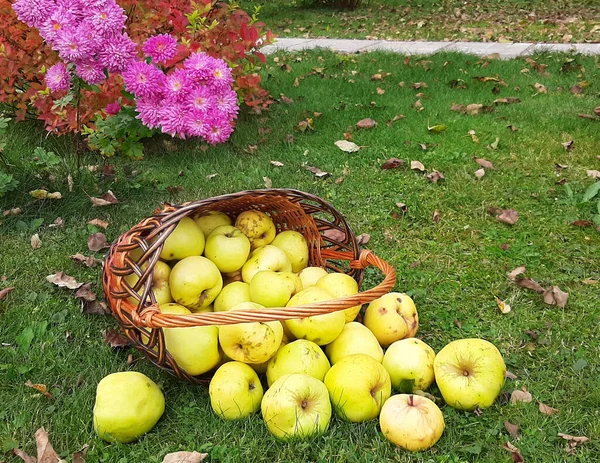 Äpplen Ramlade Korg — Stockfoto