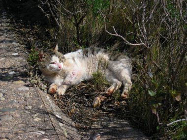 Yaralı bir kedi kavgadan sonra çalılıklarda yatıyor..