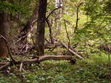 Yoğun ormanda güneş ışığı parlıyor. Aydınlık ve gölgeler devrilmiş ağaçlarda parıldıyor.