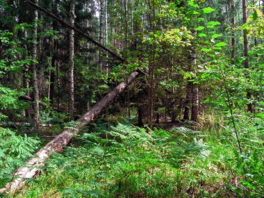 Yoğun ormanda güneş ışığı parlıyor. Aydınlık ve gölgeler devrilmiş ağaçlarda parıldıyor.