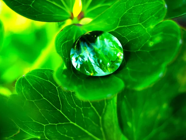 Goccia Rugiada Una Foglia Verde Piante Riflettono Fantasiosamente Nella Goccia — Foto Stock