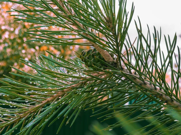 Pine branch after rain. Water droplets hang on pine needles.