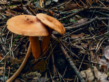 Orman mantarları sonbahar güneşinin loş ışığında çimlerde.