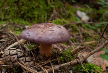 Orman mantarları sonbahar güneşinin loş ışığında çimlerde.