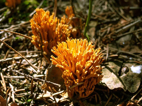 Forest Mushrooms Grass Dim Light Autumn Sun — Stock Photo, Image