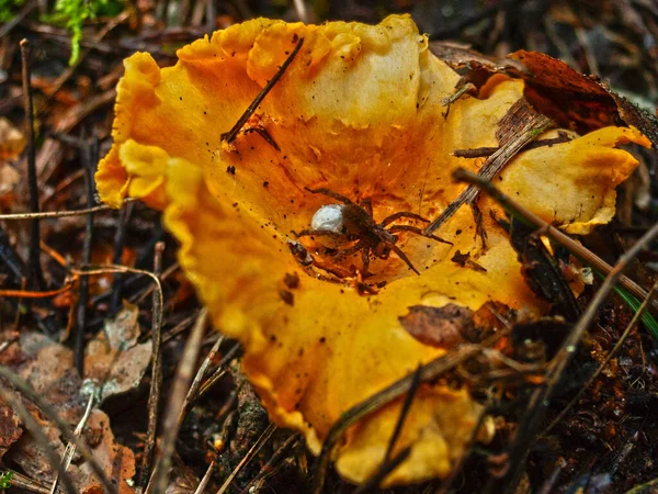 秋の太陽の光の中で草の中の森キノコ — ストック写真