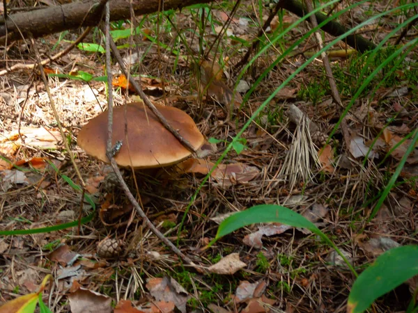 森林里的蘑菇在暮色的秋日的阳光下在草地上 — 图库照片