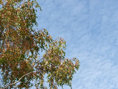 Bulutlu arka planda sonbahar ağacının sarı yaprakları.