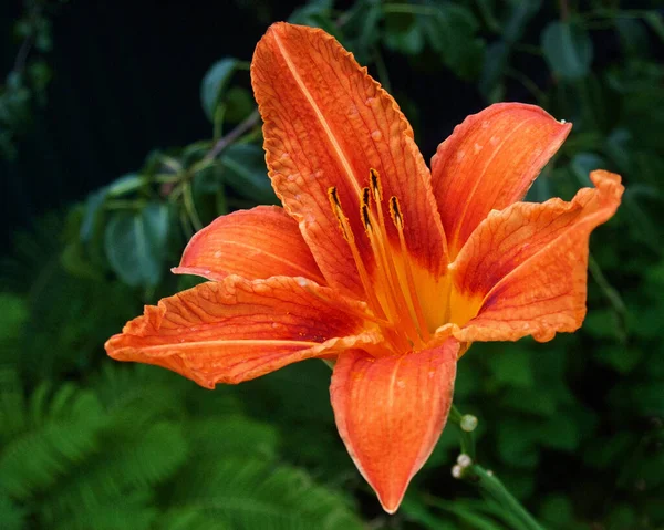 Gros Plan Fleur Lys Orange Sur Fond Vert Flou — Photo