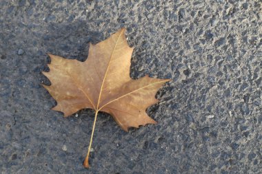 Yerdeki akçaağaç yaprağı