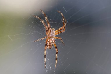 Örümceğin ağı