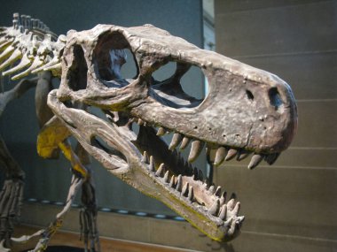 Bir dinazor iskeleti