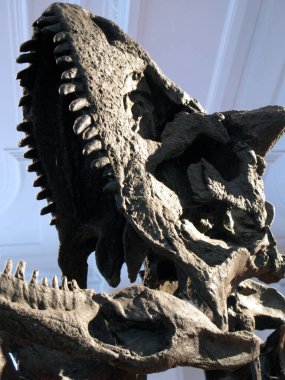 Bir dinazor iskeleti