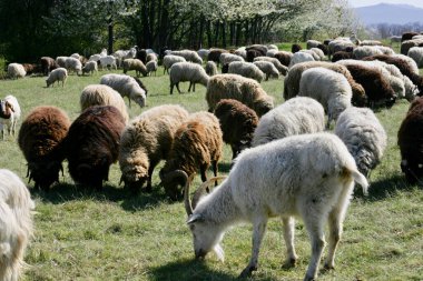 Bir koyun sürüsü.