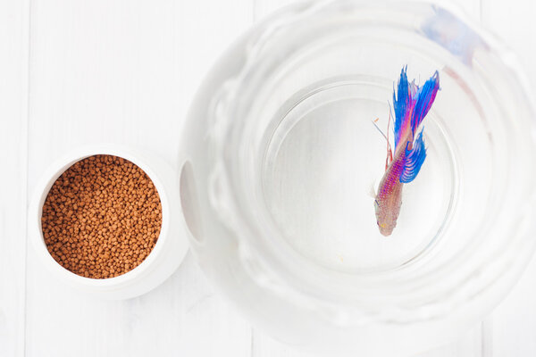 beta fish food and the fish in a clear bowl