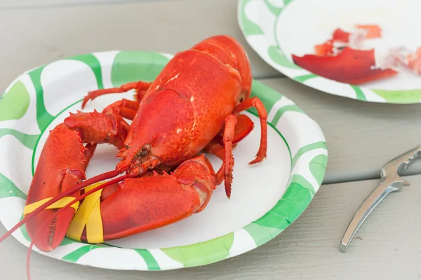 fresh cooked whole lobster