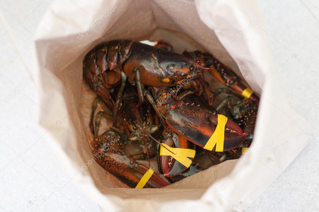 fresh live lobsters in paper bag