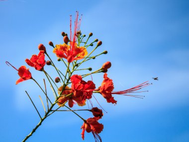 Cüce poinciana, çiçek çit
