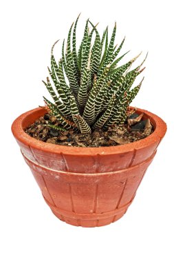 haworthia fasciata