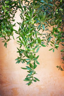 Kopya alanı ile zeytin bitki