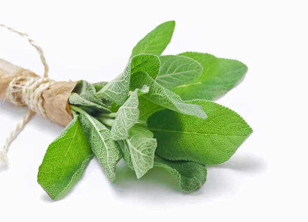 Bunch of sage isolated — Stock Photo, Image