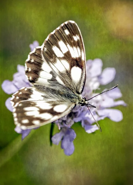 Farfalla vintage su un fiore — Foto Stock