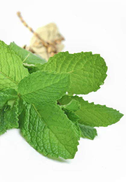 Bunch of mint leaves — Stock Photo, Image
