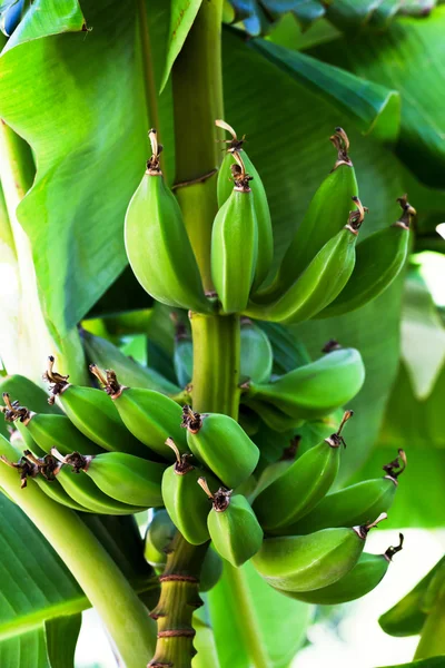 Banane su ramo — Foto Stock
