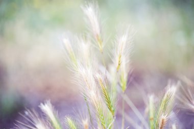 Çayır bitkileri, spikelets