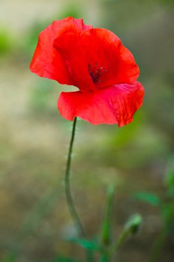 Kırmızı gelincik çiçeği