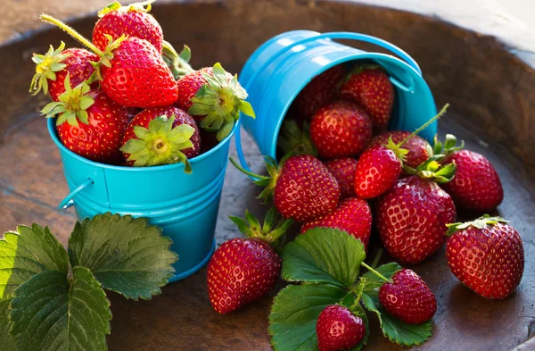 Verse aardbeien — Stockfoto