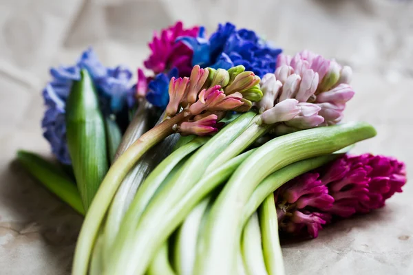 Frische Hyazinthenblüten und Blätter — Stockfoto