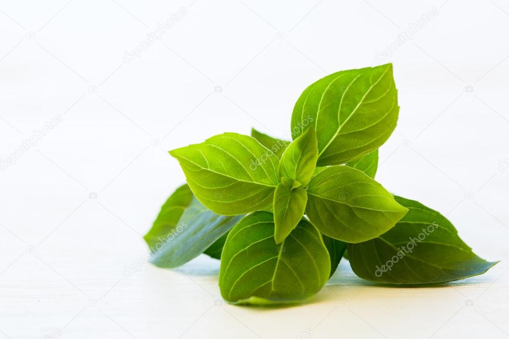 Fresh basil leaves