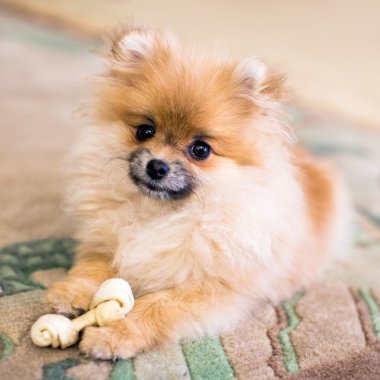 Pomeranian spitz bebek
