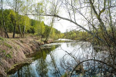 Bahar manzara nehir orman ile