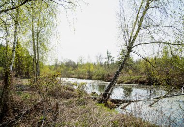 Bahar manzara nehir orman ile