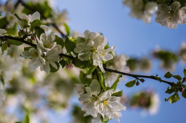 Elma ağacı çiçeği bahar