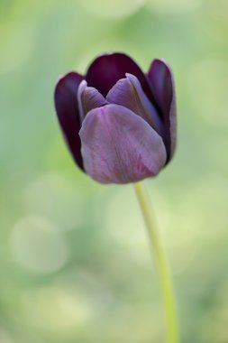Işık yeşil zemin üzerine siyah Lale