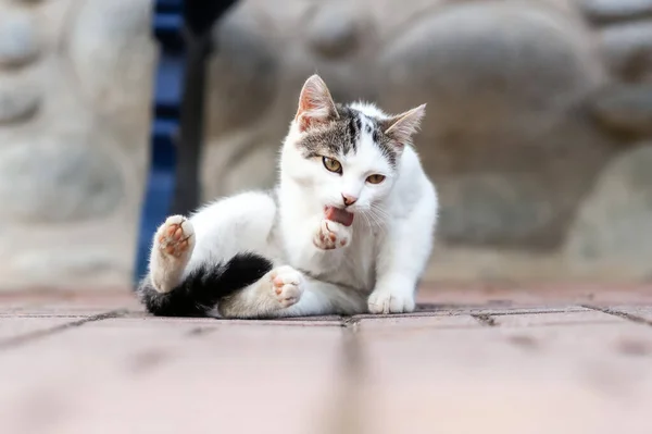 White Cat Ground — Stock Photo, Image