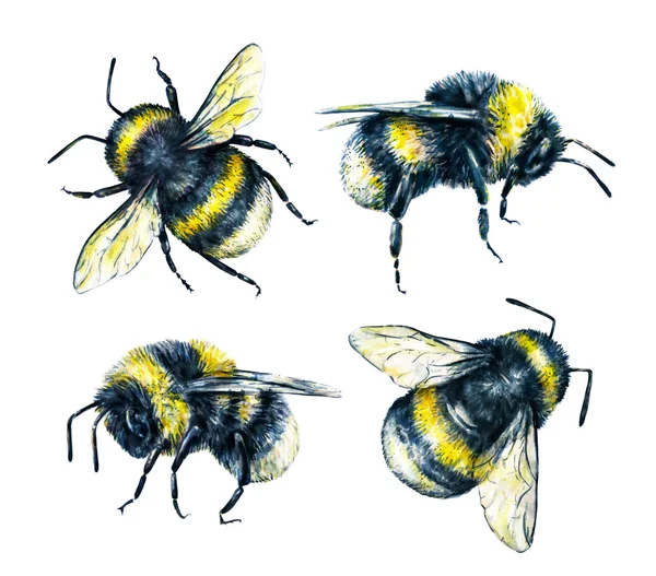 Bumblebees beyaz bir arka plan üzerinde kümesi. Suluboya çizimi. Böcekler sanat. İşlemeli