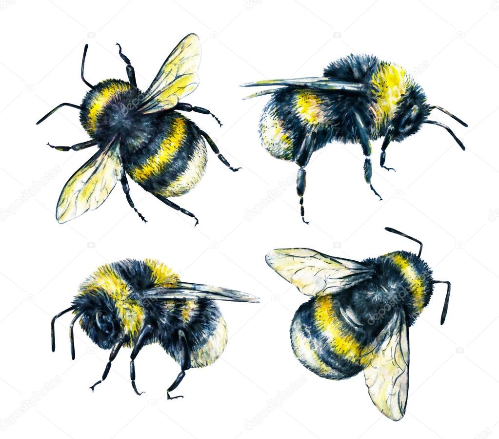 bumble bee drawing bumble bee drawing