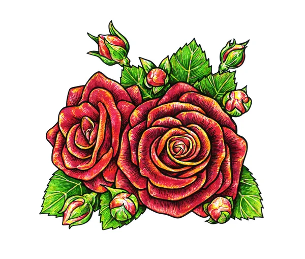 Red roses flowers is isolated on a white background. Rose drawing front view. Handwork by felt-tip pens. The sketch for a tattoo — Stock Photo, Image