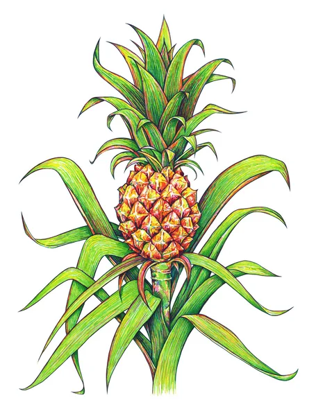 Pineapple with green leaves tropical fruit growing in a farm. Pineapple drawing isolated on a white background. Color illustration. Handwork — Stock Photo, Image