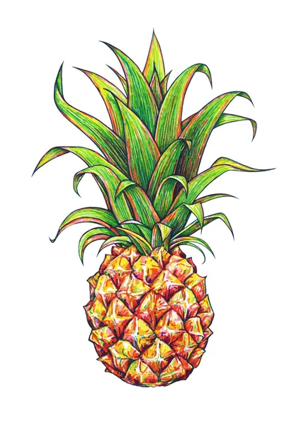 Ananas pe un fundal alb. Desen grafic. Fructe tropicale. Lucru de mână — Fotografie, imagine de stoc