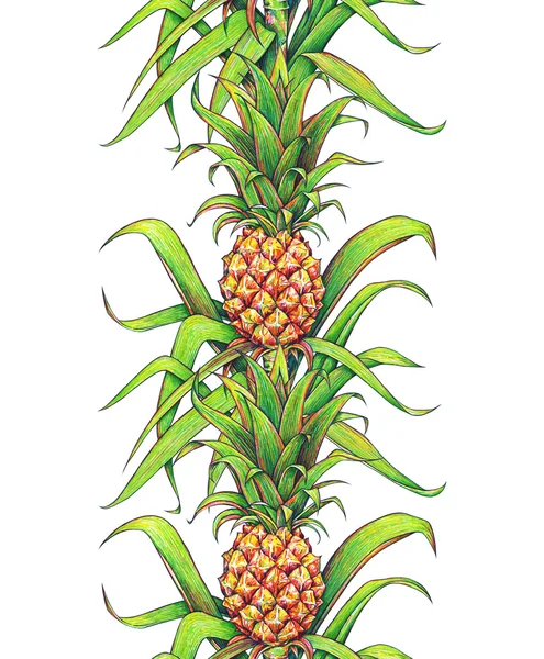 Ananas s zelené listy tropické ovoce, které roste na farmě. Ananas značky bezešvé pattern svislý rámeček ohraničení výkresu izolovaných na bílém pozadí. Barevné ilustrace pro design. Ruční práce — Stock fotografie