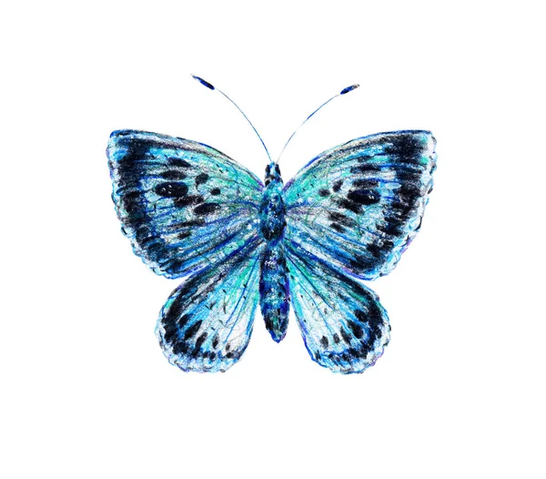 Голубая Красивая Бабочка Выделяется Белом Фоне Вид Насекомых Сверху Крупным — стоковое фото